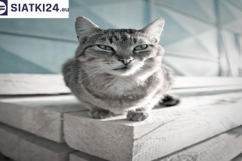 Siatki Siedlce - Siatka na balkony dla kota i zabezpieczenie dzieci dla terenów Siedlce