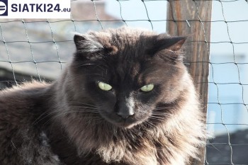 Siatki Siedlce - Zabezpieczenie balkonu siatką - Kocia siatka - bezpieczny kot dla terenów Siedlce